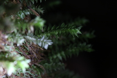 Cyathophorum bulbosum