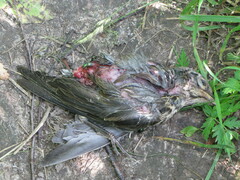 Turdus pilaris