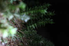 Cyathophorum bulbosum