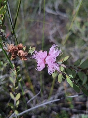 Melaleuca thymifolia