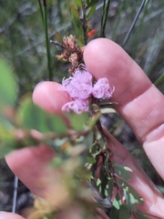 Melaleuca thymifolia