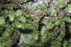 Ptychomnion aciculare