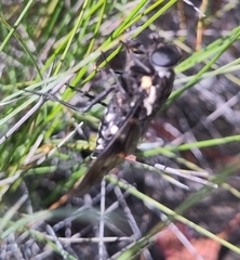 Triclista guttata