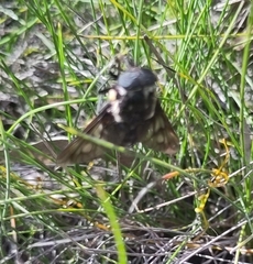Triclista guttata