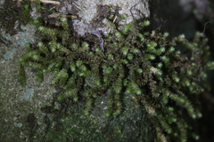 Ptychomnion aciculare