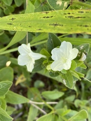 Ruellia patula