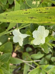 Ruellia patula