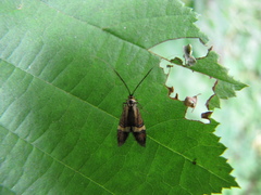 Nemophora