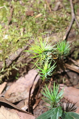 Dawsonia superba