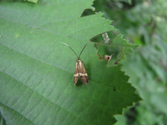 Nemophora