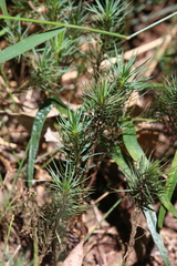 Dawsonia superba