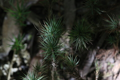 Dawsonia superba