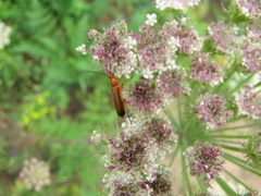 Rhagonycha