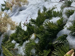 Aciphylla glacialis