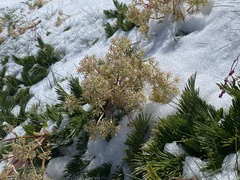 Aciphylla glacialis