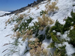 Aciphylla glacialis