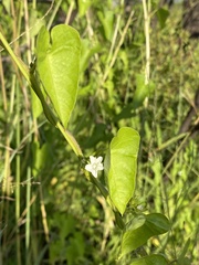 Ipomoea obscura