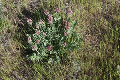 Astragalus platyphyllus