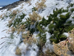 Aciphylla glacialis