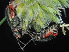 Malachius bipustulatus
