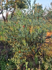 Osyris lanceolata