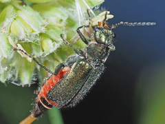 Malachius bipustulatus