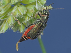 Malachius bipustulatus
