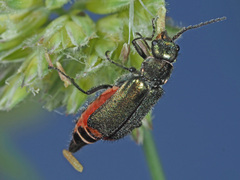 Malachius bipustulatus