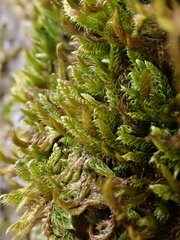 Hypnum cupressiforme cupressiforme