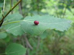 Harmandiola tremulae