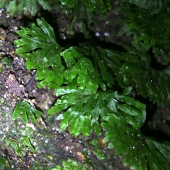 Hymenophyton flabellatum
