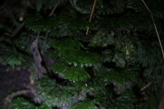 Hymenophyton flabellatum