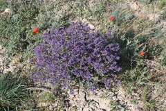 Nepeta ucranica