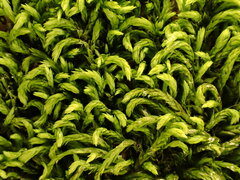 Pterigynandrum filiforme