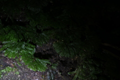 Hymenophyton flabellatum