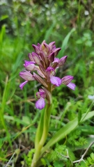 Anacamptis
