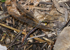 Gynacantha rosenbergi