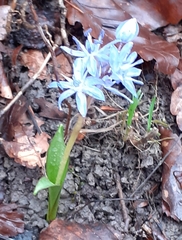 Scilla bifolia