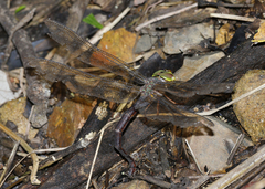 Gynacantha rosenbergi