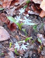 Scilla bifolia