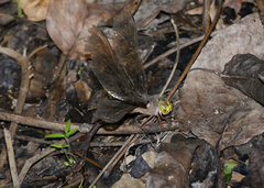 Gynacantha rosenbergi