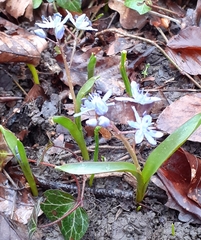 Scilla bifolia