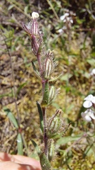 Silene gallica