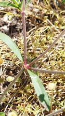 Silene gallica