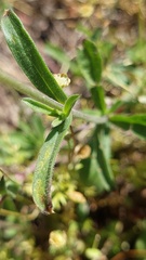 Silene gallica