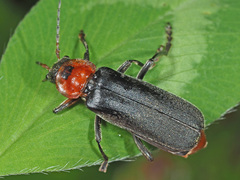 Cantharis rustica