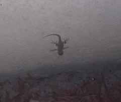 Mediodactylus kotschyi