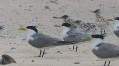 Thalasseus bengalensis