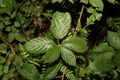 Rubus laudatus