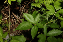 Rubus laudatus